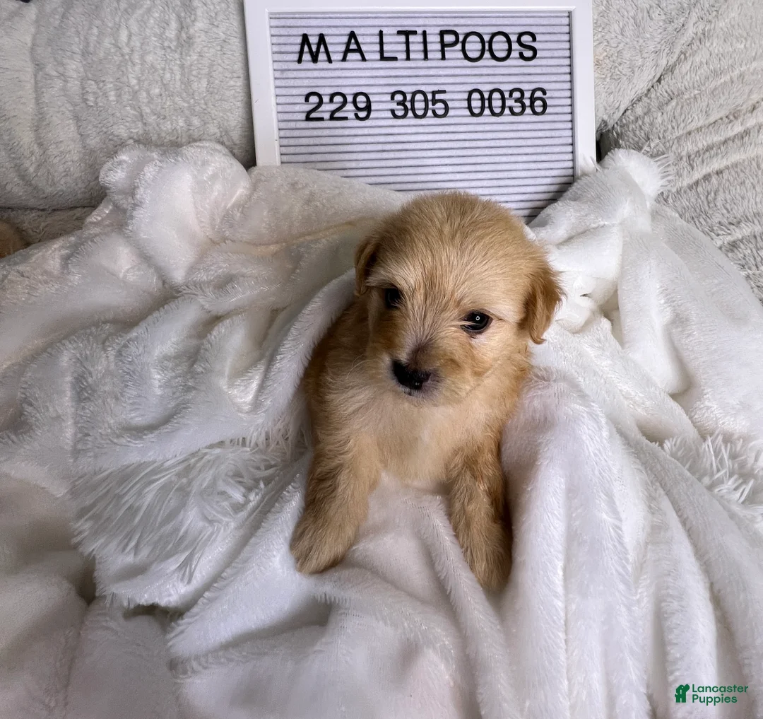 Maltipoo dogs for sale: Pardi - Ad 1
