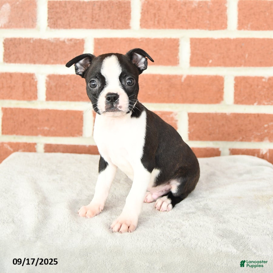 Boston Terrier Puppies for sale under $500 Lancaster Puppies
