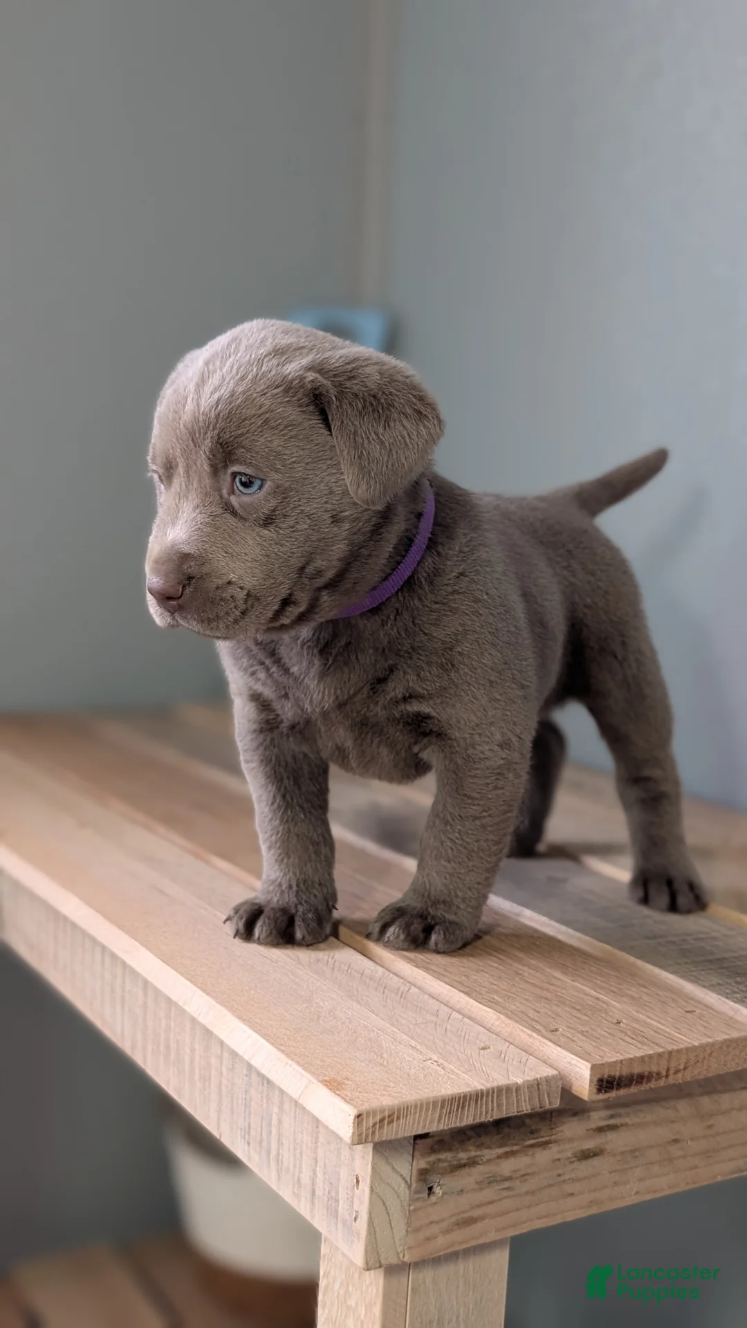 Labrador Retriever dogs for sale: Kooper - Ad 11