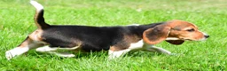 Beagle dogs for sale: Cassidy - Ad 4