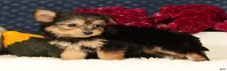 Yochon dogs for sale: Talia - Ad 6