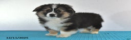 Mixed Breed dogs for sale: Toni - Ad 1