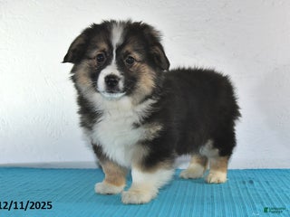 Mixed Breed dogs Toni - Ad 5