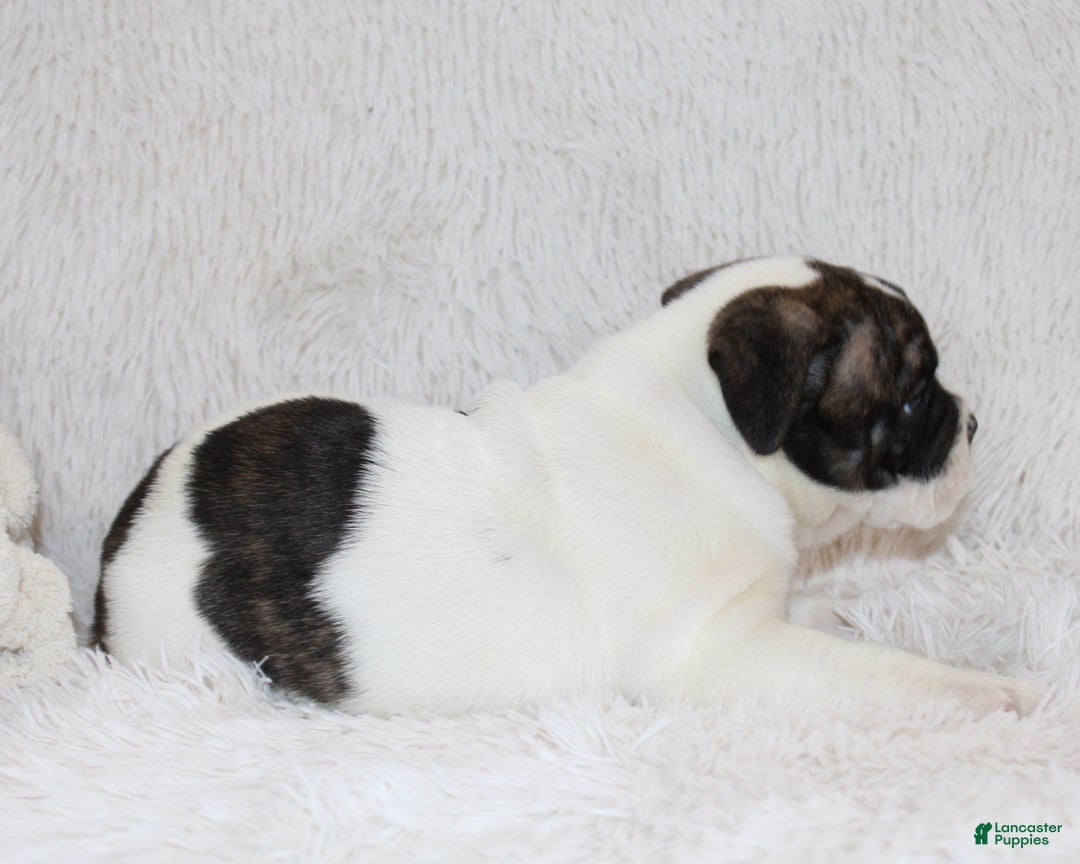 English Bulldog dogs for sale: Riley - Ad 10