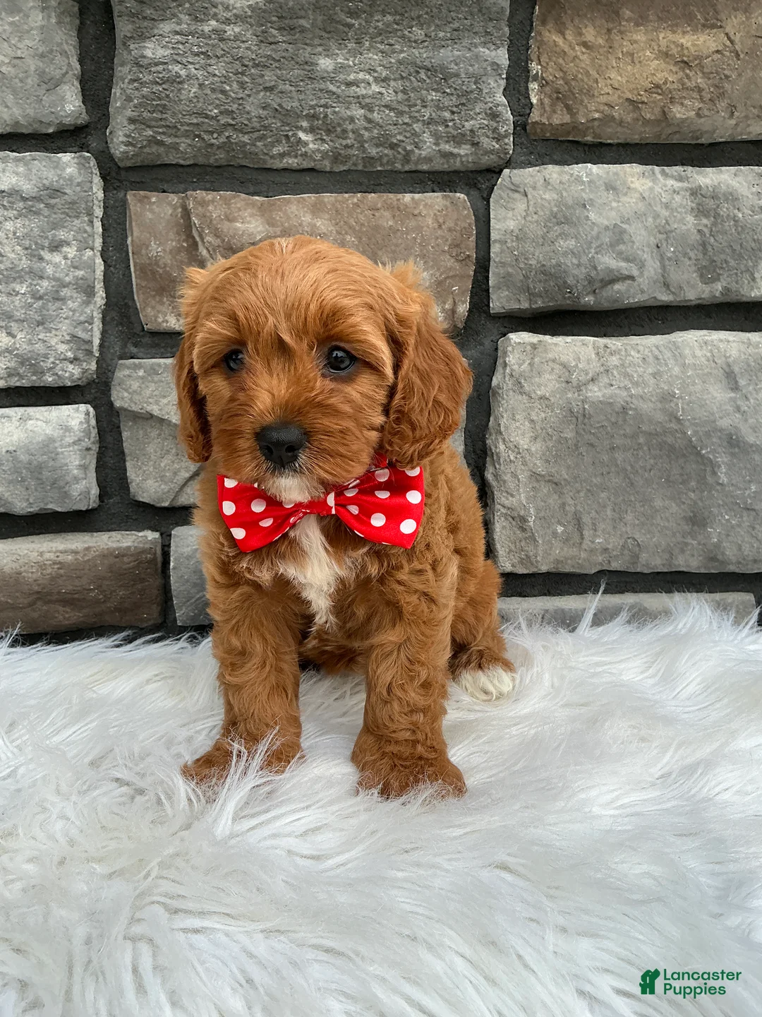 Cavapoo dogs for sale: Maggie - Ad 1
