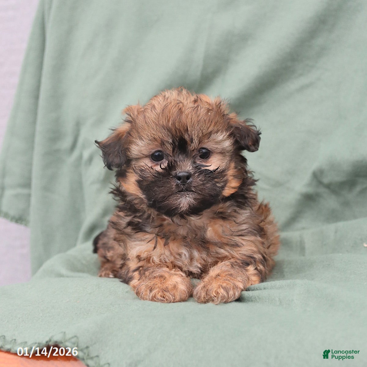 Shihpoo dogs Lilly - Ad 9