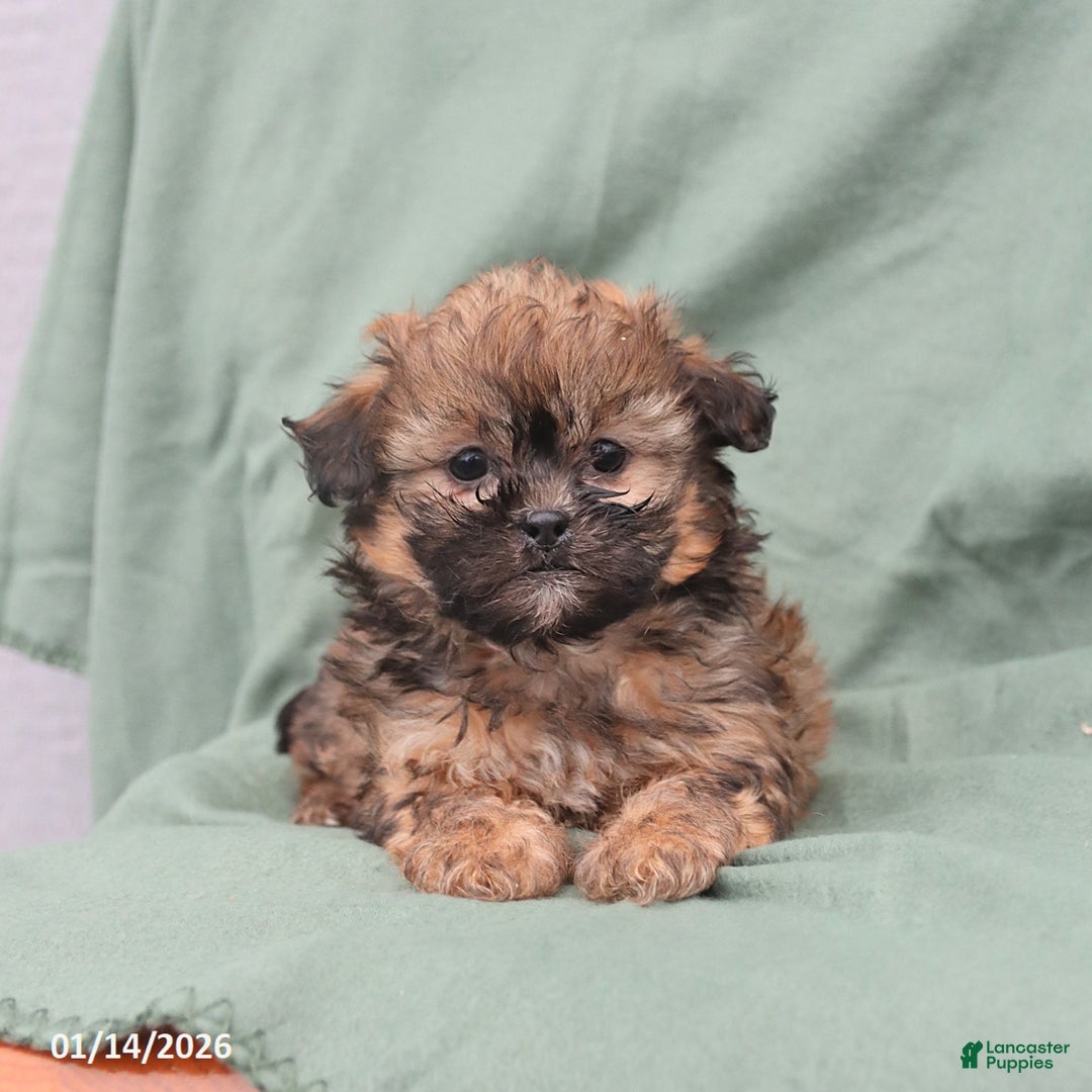 Shihpoo dogs for sale: Lilly - Ad 1