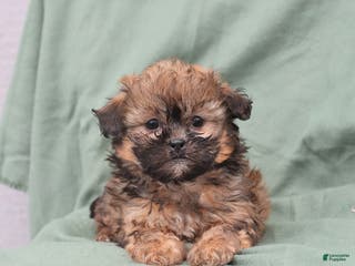 Shihpoo dogs Lilly - Ad 32
