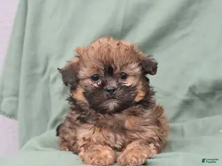Shihpoo dogs Lilly - Ad 36