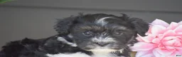 Havanese dogs for sale: Kayla - Ad 3