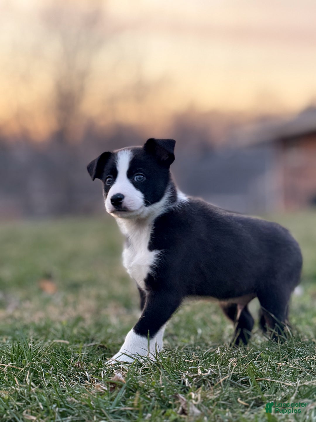 Border Collie dogs for sale: Colt - Ad 2