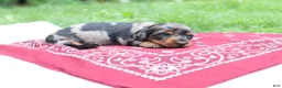 Miniature Dachshund dogs for sale: Reese - Ad 2