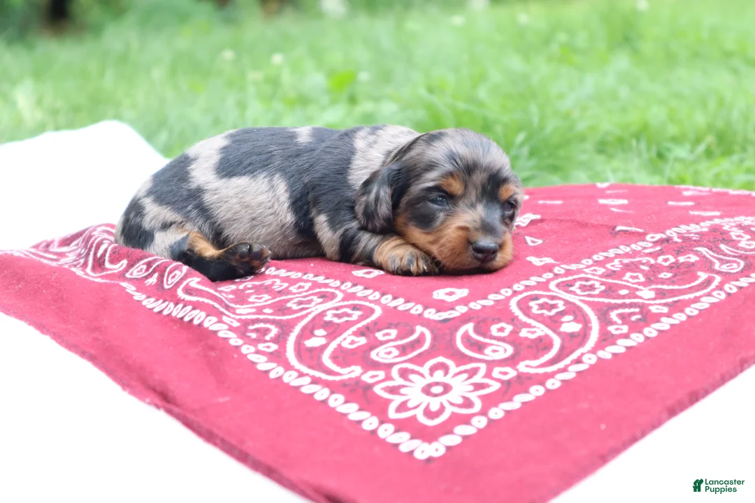 Miniature Dachshund dogs for sale: Reese - Ad 2