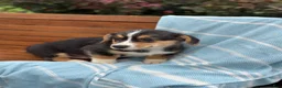 Welsh Corgi Pembroke dogs for sale: Juno - Ad 11