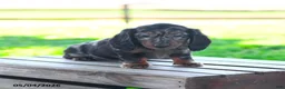 Miniature Dachshund dogs for sale: Shiloh - Ad 4