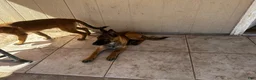 Belgian Malinois dogs for sale: Dina - Ad 5