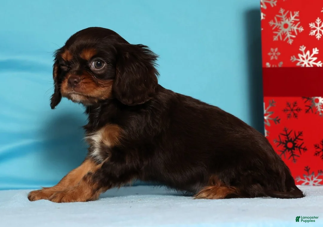 Cavalier King Charles Spaniel dogs for sale: Frosty - Ad 5