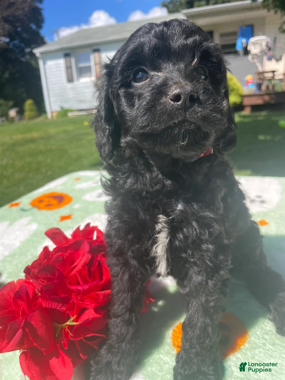 Cavapoo dogs for sale: Scooter - Ad 4