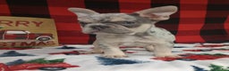 French Bulldog dogs for sale: Iris  - Ad 5