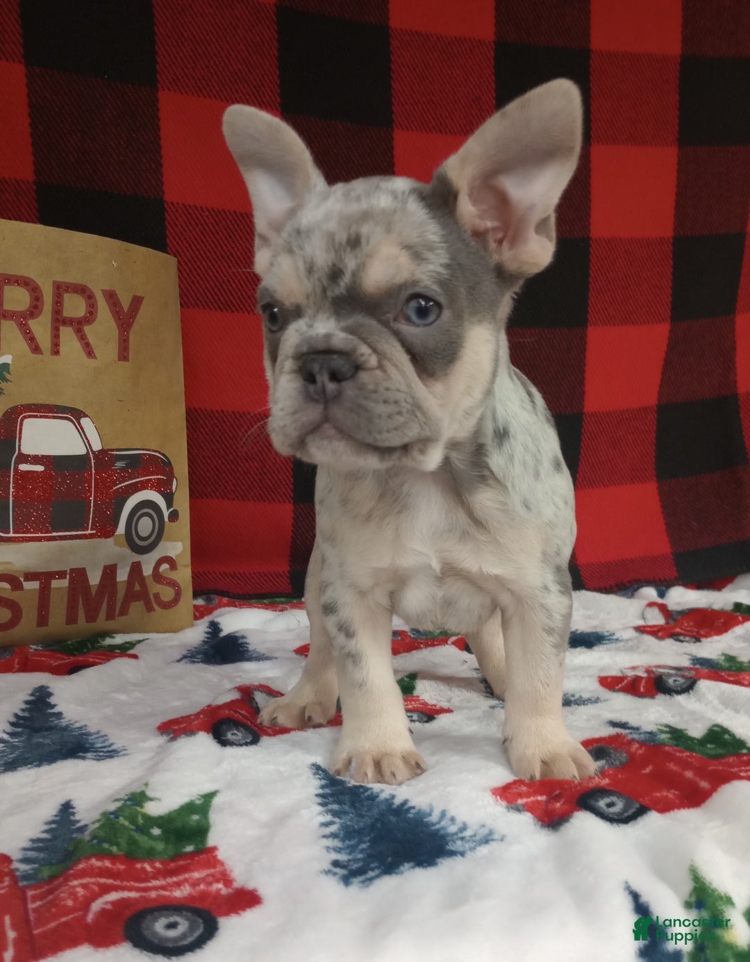 French Bulldog dogs for sale: Iris  - Ad 5