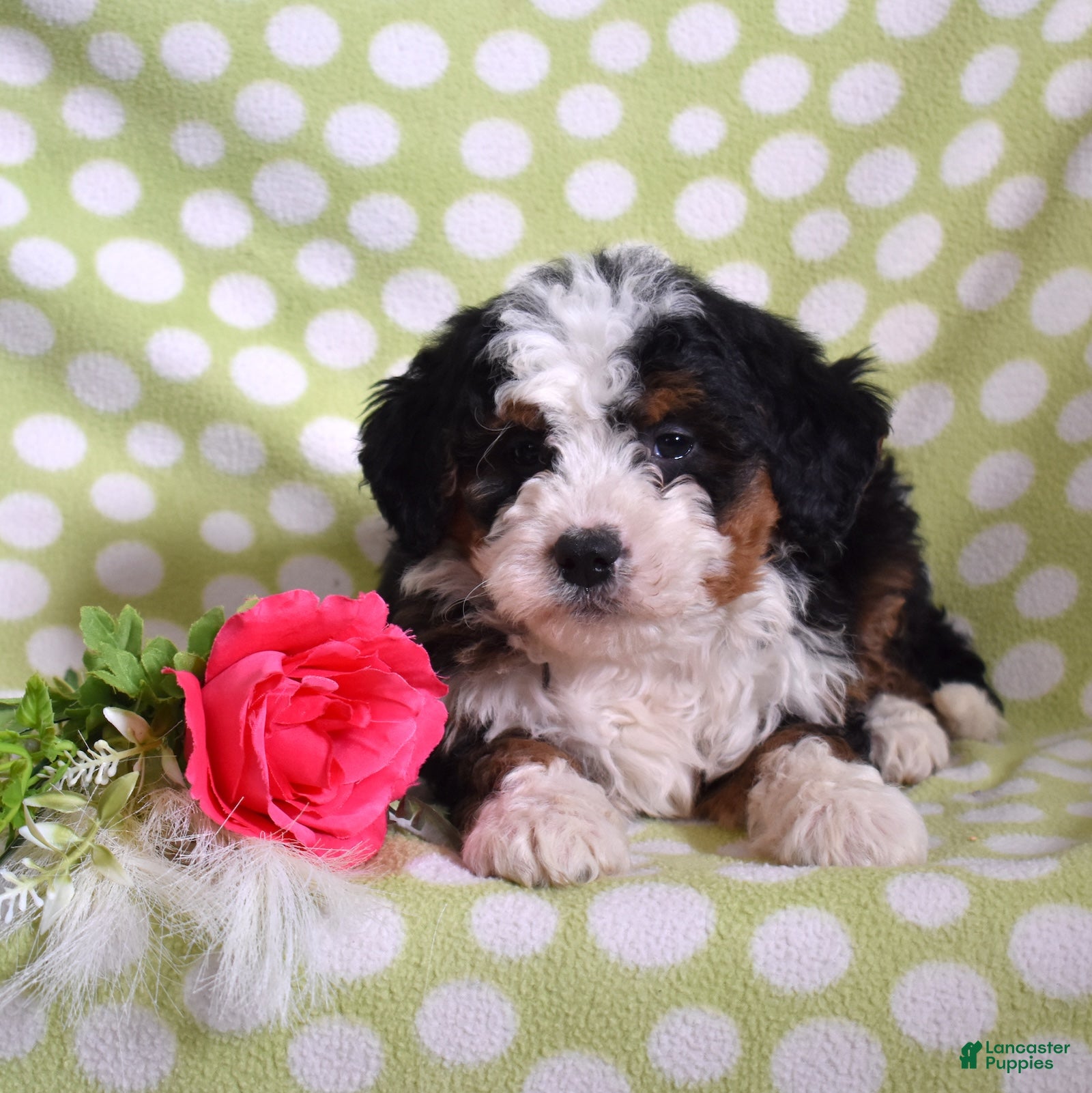 Bernedoodle dogs Gabby - Ad 2