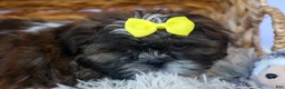 Shih Tzu dogs for sale: RUBBLE - Ad 10