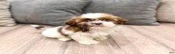 Shih Tzu dogs for sale: Cleo - Ad 3
