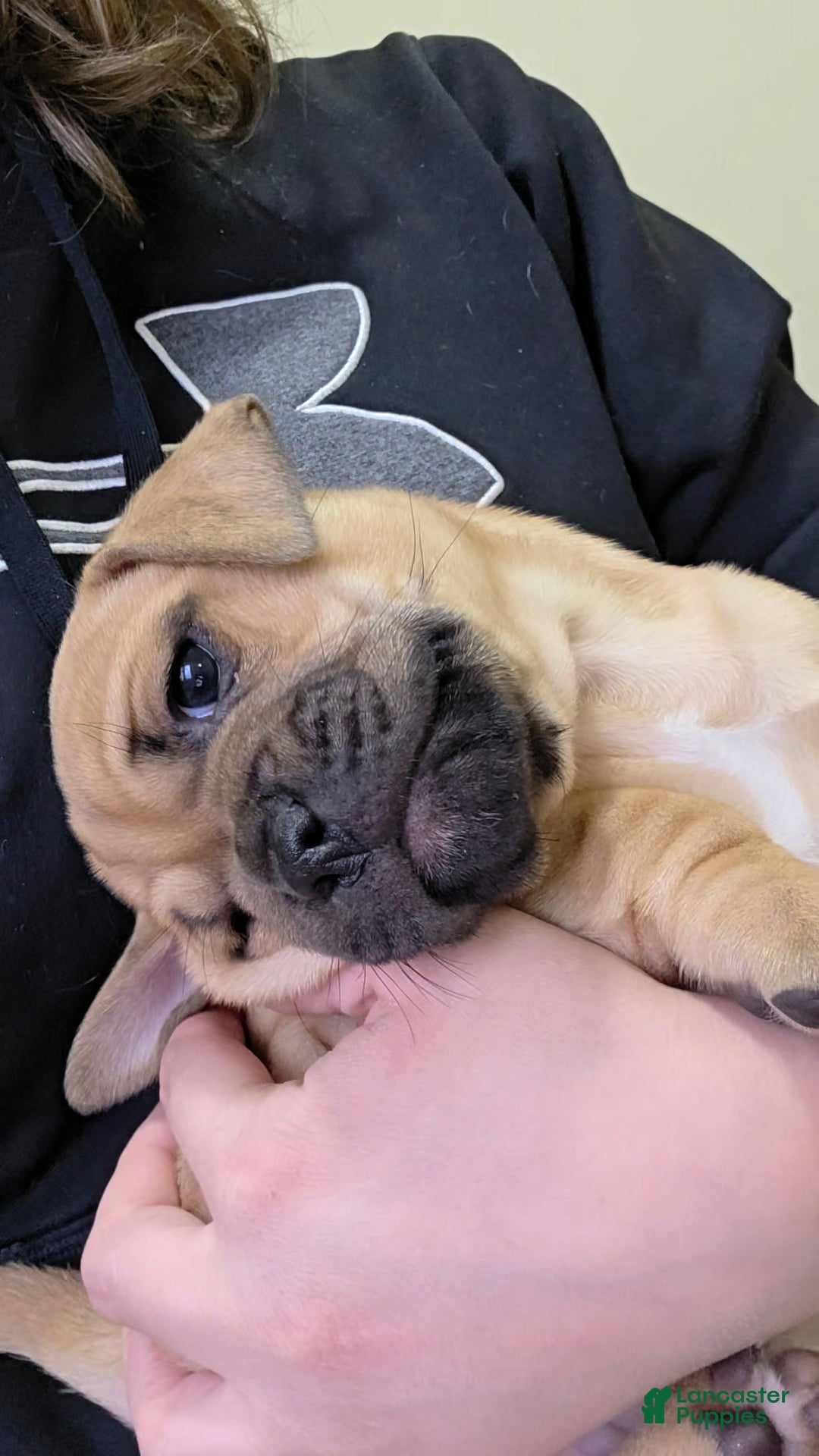 Mixed Breed dogs Olive - Ad 36