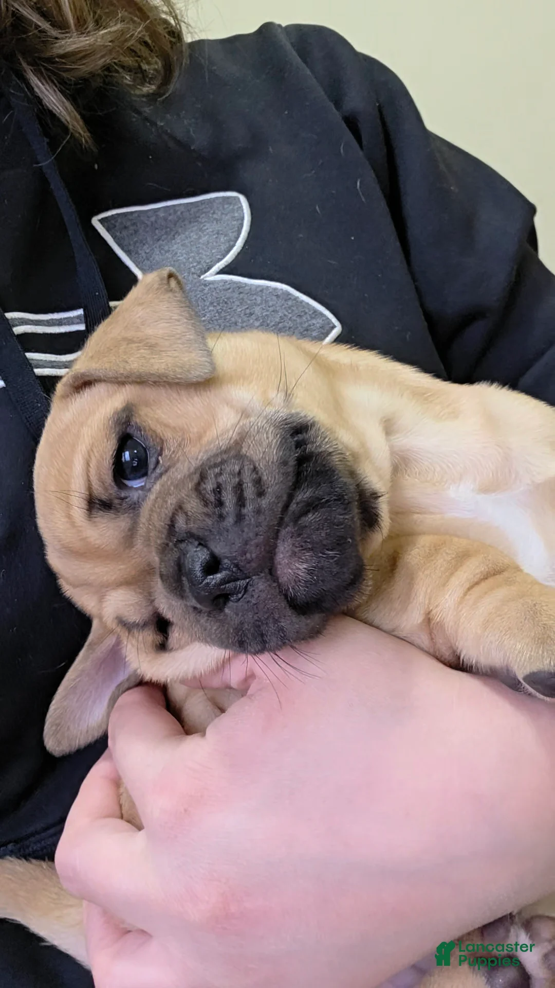 Mixed Breed dogs for sale: Olive - Ad 1