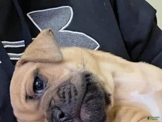 Mixed Breed dogs Olive - Ad 36