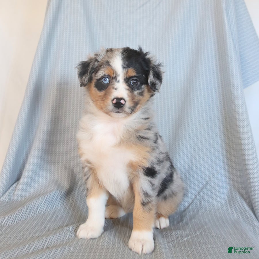 Miniature Australian Shepherd dogs Butterfly - Ad 2