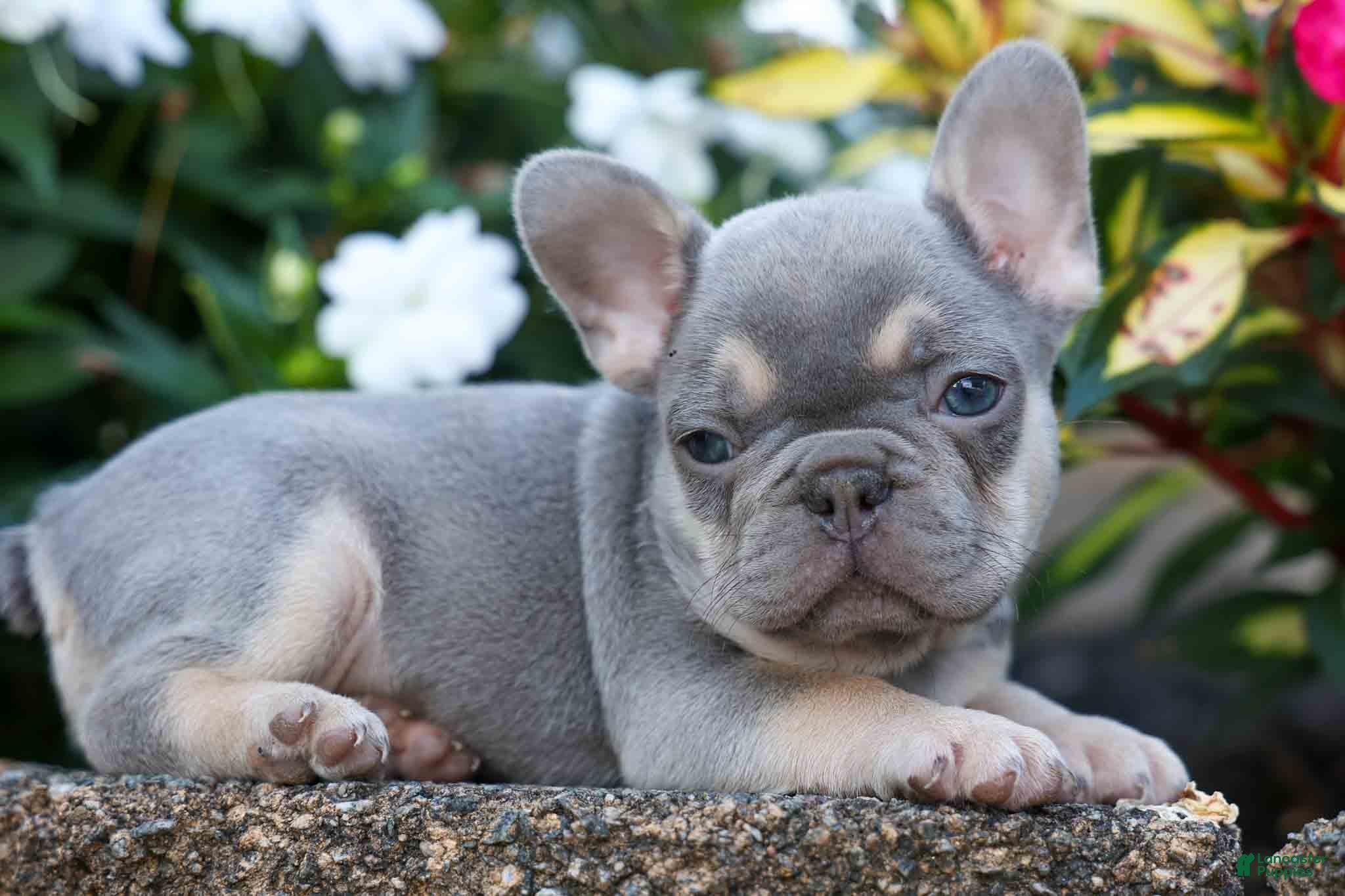 French Bulldog dogs Roxie🌸 - Ad 1