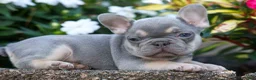French Bulldog dogs for sale: Roxie🌸 - Ad 9