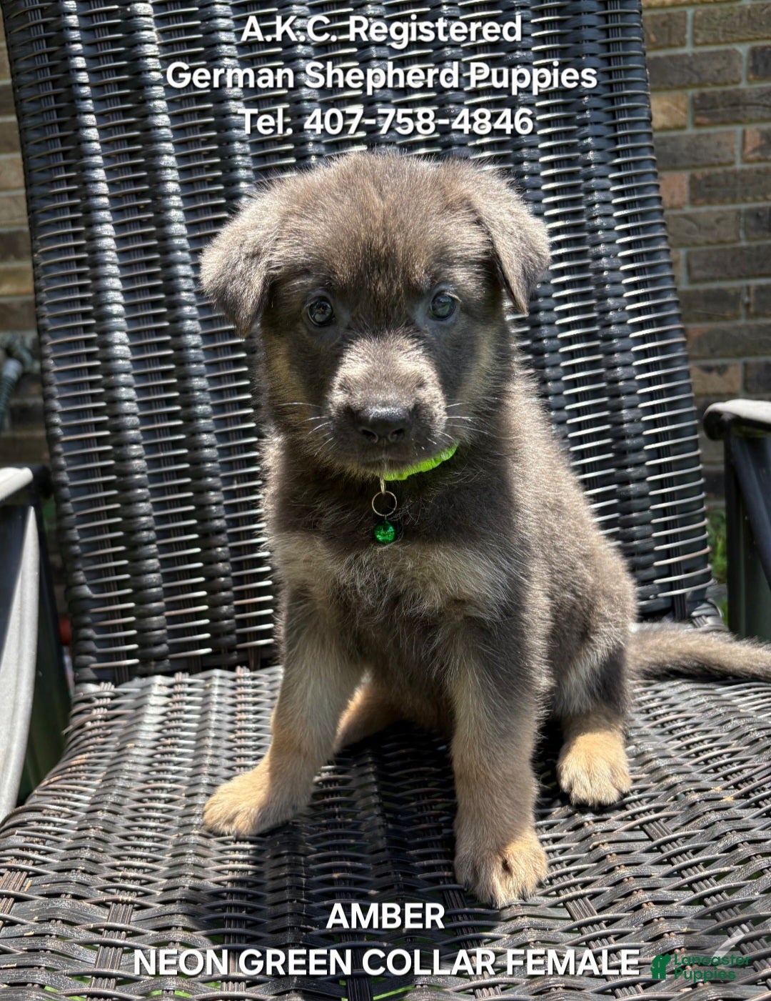 German Shepherd dogs Amber - Ad 2