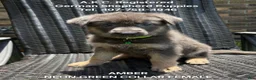 German Shepherd dogs for sale: Amber - Ad 1