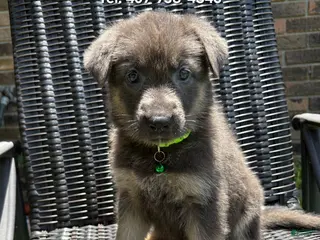German Shepherd dogs Amber - Ad 2