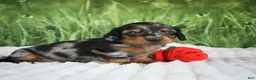 Miniature Dachshund dogs for sale: AKC Silas - Ad 7