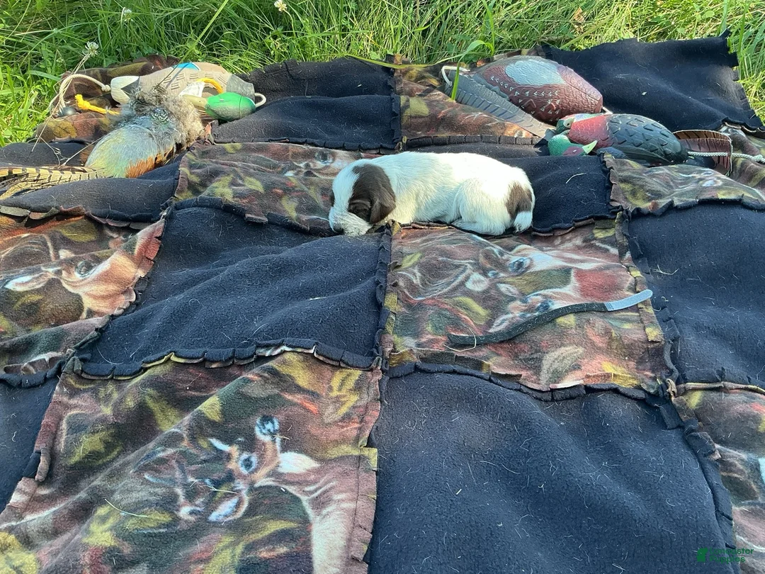 Wirehaired Pointing Griffon dogs for sale: Wirehaired Pointing Griffon Male 3 - Ad 1
