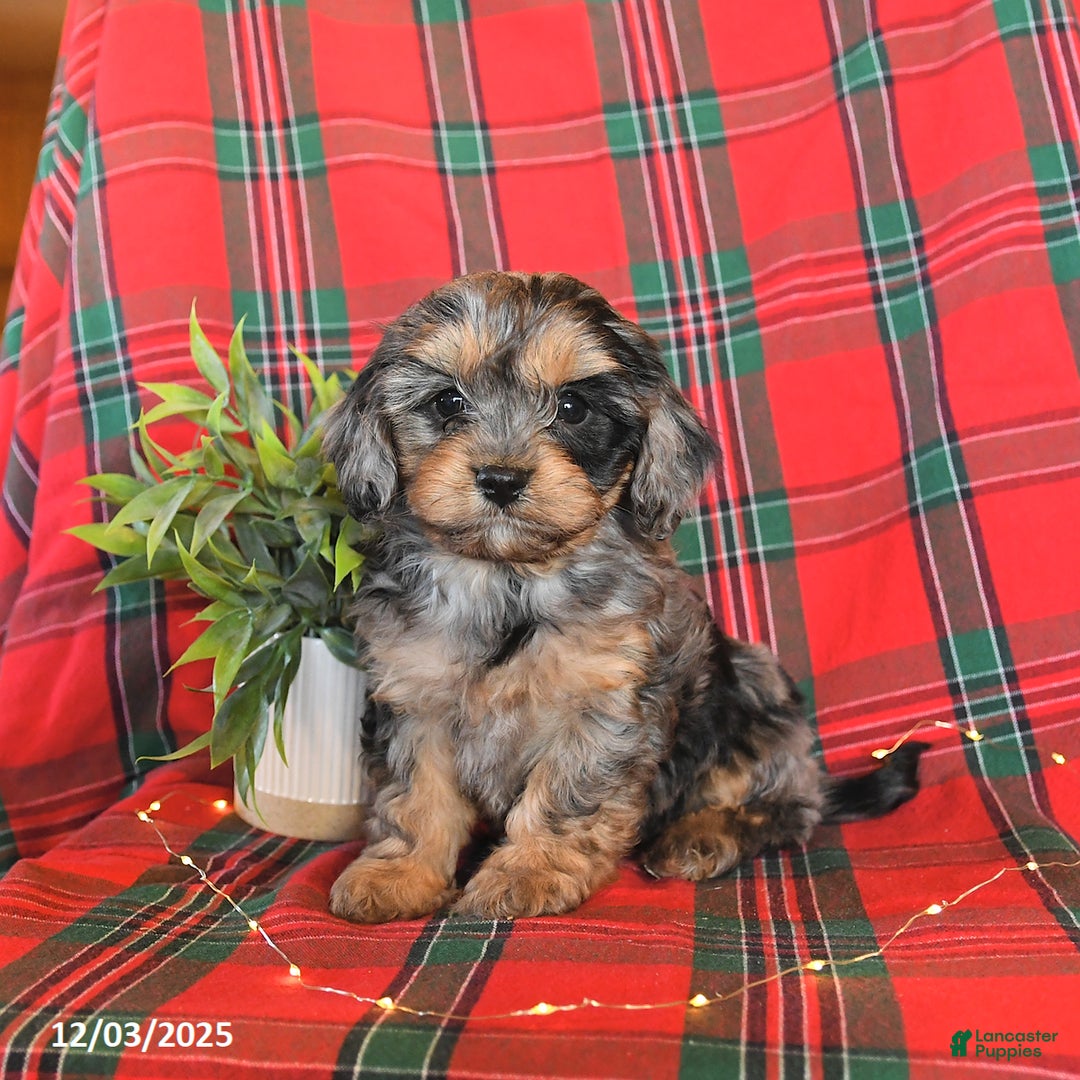 Cavapoo dogs for sale: Avalon - Ad 1