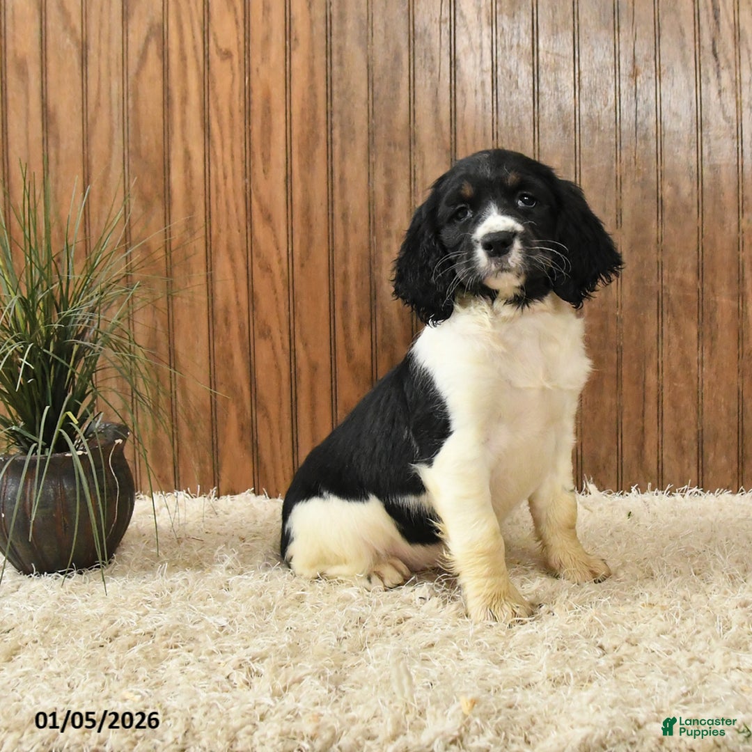 English Springer Spaniel dogs for sale: Faith - Ad 1