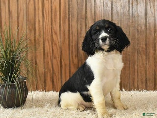 English Springer Spaniel dogs Faith - Ad 2