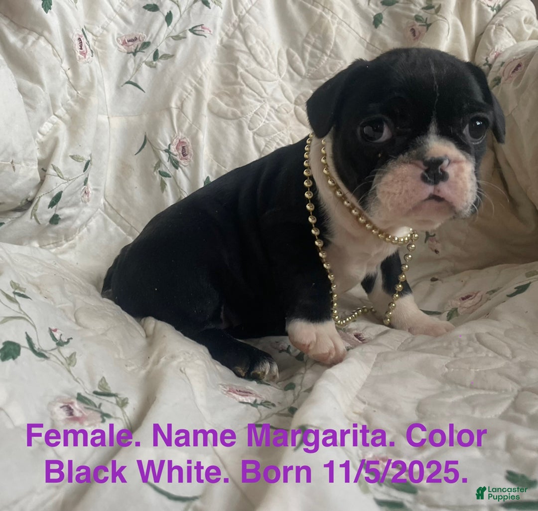 French Bulldog dogs for sale: Margarita - Ad 1