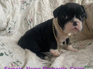 French Bulldog dogs Margarita - Ad 28