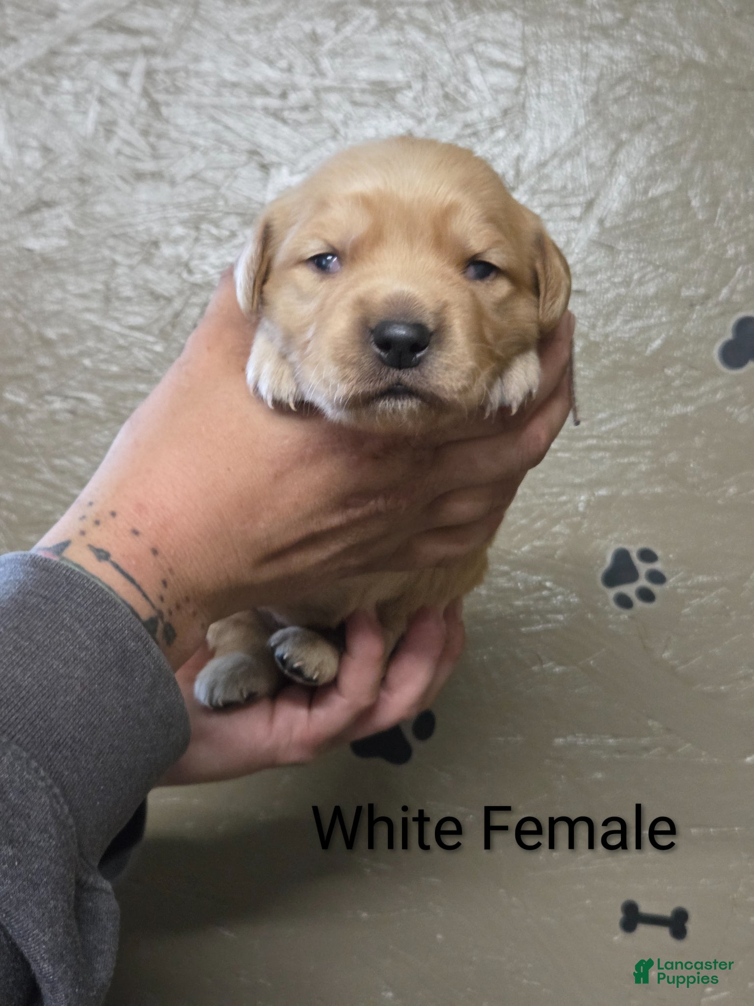 Golden Retriever dogs Puddin' - Ad 1