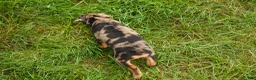 Miniature Pinscher dogs for sale: ACE - Ad 2