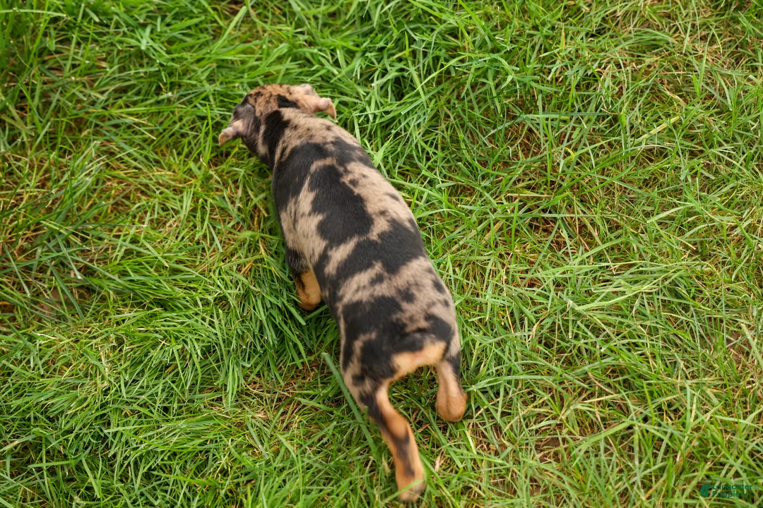 Miniature Pinscher dogs for sale: ACE - Ad 2