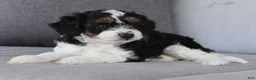Cavapoo dogs for sale: Katrina - Ad 5