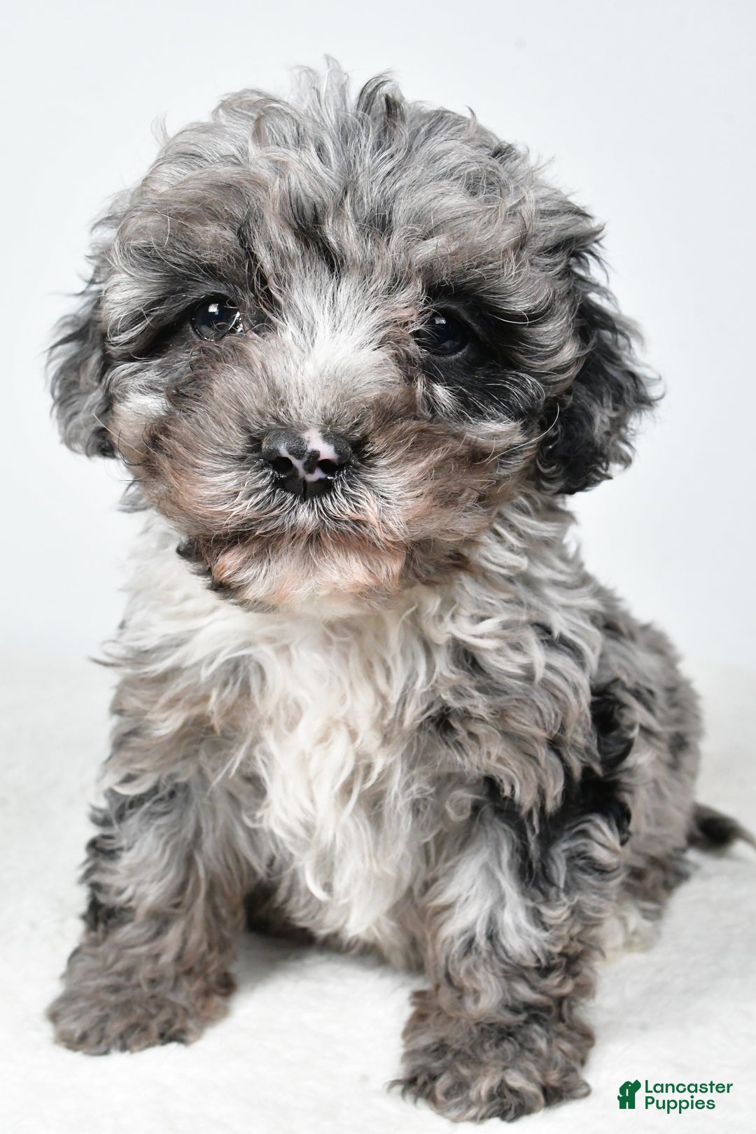 Cockapoo dogs for sale: Davis - Ad 6