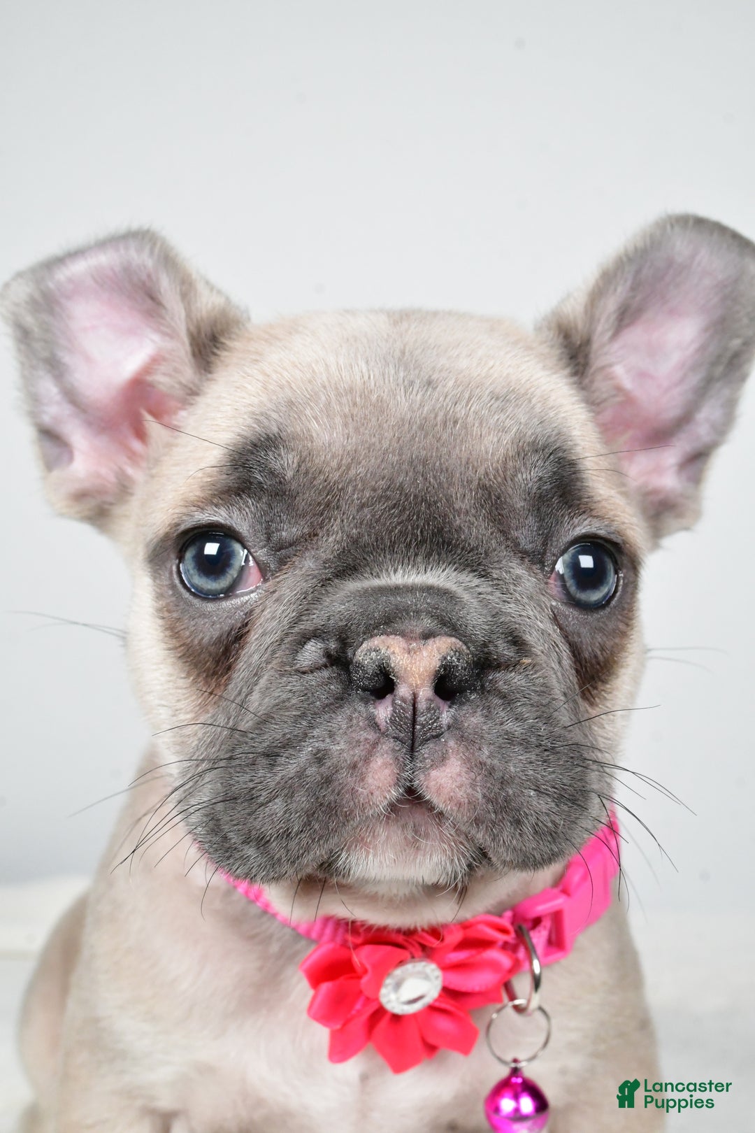 Mixed Breed dogs for sale: Reese - Ad 8