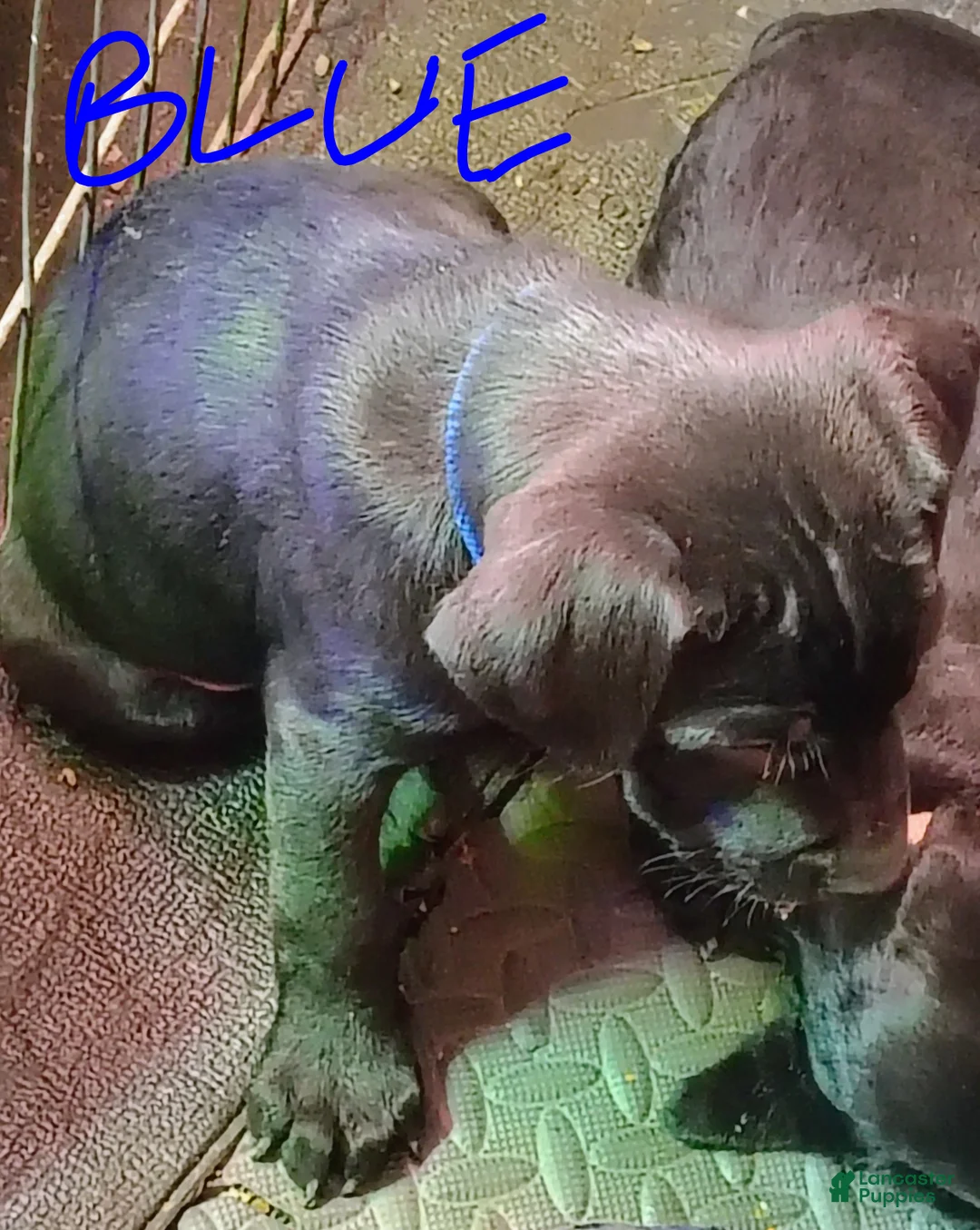 Mixed Breed dogs for sale: Mixed Breed Puppy 2 - Ad 1